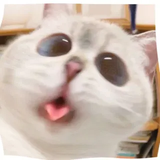 🥸 8b47eec5 chat, animal, mignon, mème, drôle, animal de compagnie whatsapp sticker