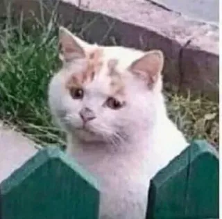 😗 8b58ebdd chat, animal, mignon, animal de compagnie, clôture, chat blanc, animal domestique whatsapp sticker