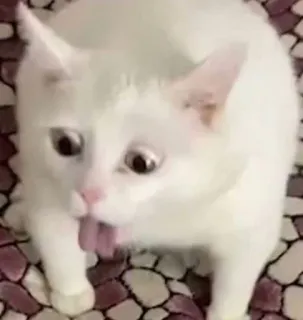 🤒 97634484 chat, chat blanc, animal, animal de compagnie, drôle, chaton whatsapp sticker