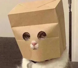 😣 a539a744 chat, sac en papier, animal, drôle, animal de compagnie, mignon whatsapp sticker