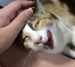 Kitipiti telegram stickers