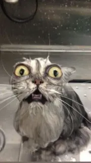 🤲 cce9bb59 chat mouillé, chat drôle, chat, animal, animal de compagnie, chat choqué whatsapp sticker