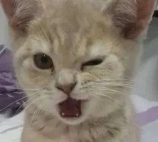 😮‍💨 cd1162e9 chat, chaton, animal, animal de compagnie, mignon, clin d'oeil whatsapp sticker