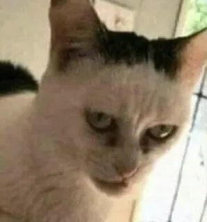 🥶 d490cfe4 chat, animal, animal de compagnie, mème whatsapp sticker