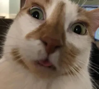 😧 e919c154 chat, animal, drôle, animal de compagnie, mignon, langue, chat domestique whatsapp sticker