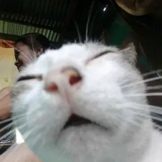 🤫 ecfdb0d7 chat, animal, animal de compagnie, mammifère, chat domestique, gros plan, visage whatsapp sticker