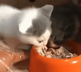 ❤️ 36468a24 gattini, gatti, mangiare, animali, animali domestici whatsapp sticker