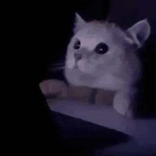 ❤️ 42ecee13 gatto, animale, carino, animale domestico, domestico, felino whatsapp sticker