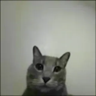 ❤️ 450ff09c gatto, animale, grigio, animale domestico, animale domestico, carino, gattino whatsapp sticker