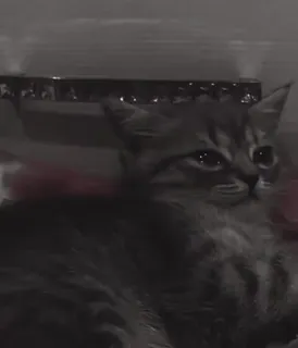 ❤️ 47ba65b6 gatto, gattino, animale, animale domestico, carino, animale domestico whatsapp sticker