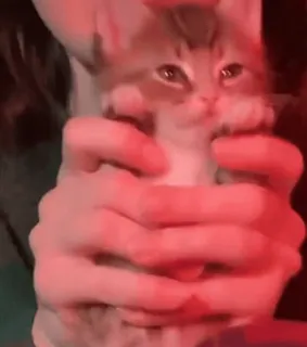 ❤️ 489e9f3f gattino, gatto, carino, animale, animale domestico, soffice, piccolo whatsapp sticker