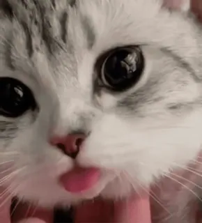 ❤️ 54009c56 gatto, carino, animale, animale domestico, animale domestico whatsapp sticker