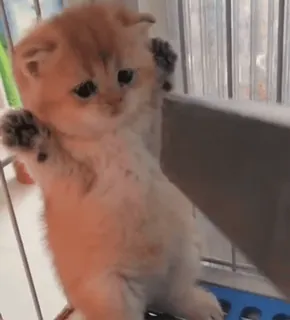 ❤️ 5870bdd2 gatto, gattino, carino, animale, animale domestico, adorabile whatsapp sticker