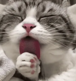 ❤️ 66b1316e gatto, leccare, animale, animale domestico, gatto domestico, mammifero, carnivoro, felino whatsapp sticker