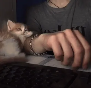 ❤️ a00bd0e3 gattino, gatto, animale domestico, animale, carino, domestico, felino whatsapp sticker