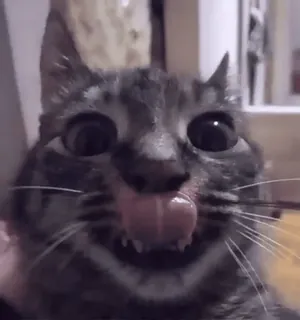 ❤️ b55a9459 gatto, lingua, animale, animale domestico, primo piano whatsapp sticker