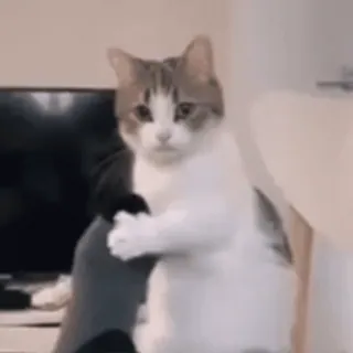 ❤️ c0190c3c gatto, carino, divertente, animale, animale domestico, gattino whatsapp sticker