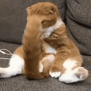 ❤️ cdc70a65 gatto, animale, divertente, animale domestico, carino, gatto domestico whatsapp sticker