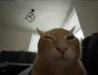 ❤️ df4c8eb3 gatto, animale, animale domestico, animale domestico, gatto arancione whatsapp sticker