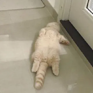 🐈 00b5af48 kot, zwierzę, zwierzę domowe, kotowaty, podłoga, leniwy, kot domowy telegram sticker