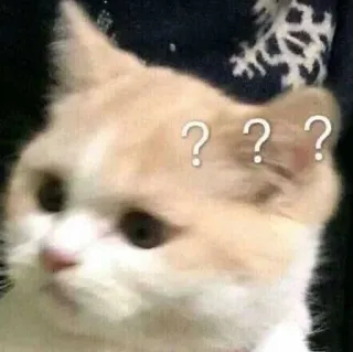 🐈 00d70a94 ??? kot, znaki zapytania, zmieszany, niepewny, zwierzę, mem, zwierzę domowe telegram sticker