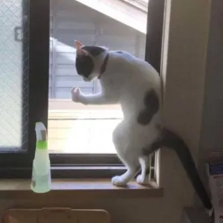 🐈 0a1ff144 kot, śmieszne, okno, zwierzę, mem, kotowate telegram sticker