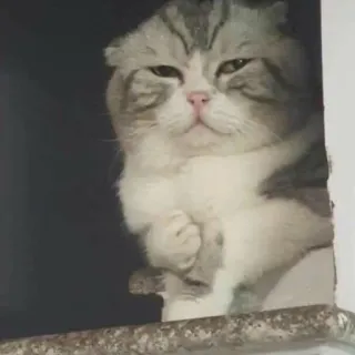 🐈 206a1752 kot, Scottish Fold, zwierzę, zwierzę domowe, słodki, śmieszny, poważny telegram sticker