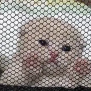 🐈 2adaa4c0 telegram sticker