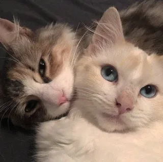 🐈 2b946eda koty, kocięta, zwierzęta, słodkie, zwierzaki, kotowate telegram sticker