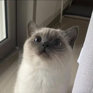 🐈 4642cc1a kot, kot syjamski, słodki, zwierzę domowe, zwierzę, kotowaty, kociak telegram sticker