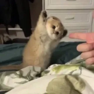 🐈 4d3f4ac4 kot, zwierzę, słodki, kociak, rozbrykany, zwierzę domowe telegram sticker