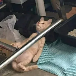 🐈 5a1f4c37 kot, zwierzę domowe, zwierzę, kot domowy, kotowaty, kociak telegram sticker