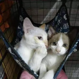 🐈 5c9c47a6 koty, zwierzęta, zwierzaki, hamak, słodkie, kocięta telegram sticker