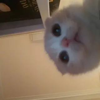 🐈 66d1faf8 kot, kociak, słodki, zwierzę domowe, zwierzę, kot domowy, koci telegram sticker