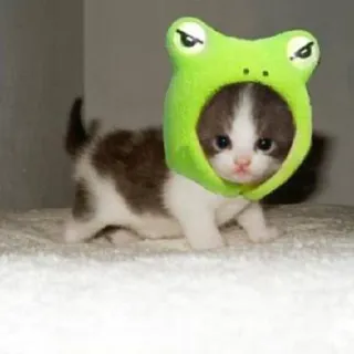 🐈 77dae6c8 kotek, kot, kapelusz żaba, zwierzę domowe, słodki, zwierzę, mały kot telegram sticker