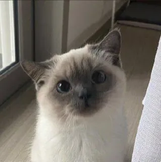 🧦ꊞ   @balistreet kitten telegram stickers