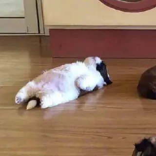 🐈 9d4c8d6d królik, zajączek, śpiący, zwierzę, zwierzak, słodki telegram sticker