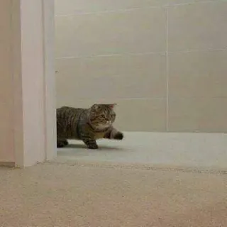 🐈 acdb0ff6 kot, zwierzę, zwierzę domowe, kotowaty, zwierzę domowe, spacer telegram sticker