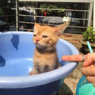 🐈 dde47a69 kot, kociak, zwierzę, zwierzak, rudy pręgowany, słodki telegram sticker