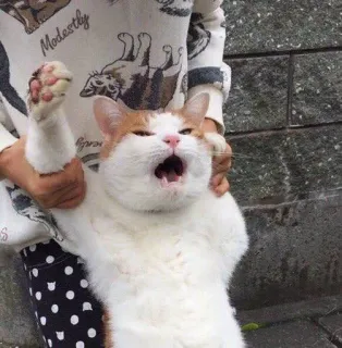 🐈 ef5aca05 kot, zwierzę, mem, śmieszne, zwierzak telegram sticker