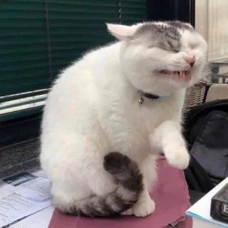 🐈 f3210a66 kot, zwierzę, zwierzak, śmieszne, mem telegram sticker