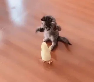 😁 4b969679 anak kucing, anak ayam, bayi hewan, hewan, lucu, hewan peliharaan, hewan domestik telegram sticker