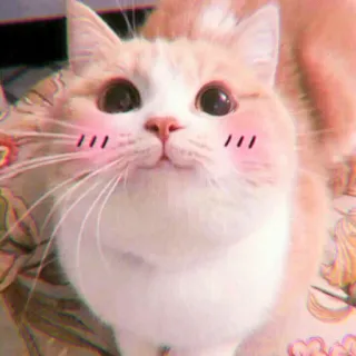 🍓 13e9a8e0 кот, милый, животное, питомец, домашнее животное, кошачий whatsapp sticker