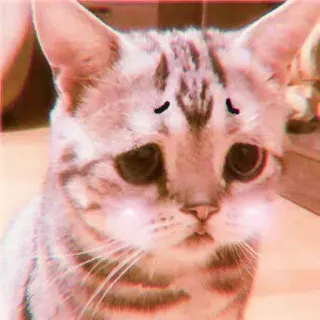 🍓 1c997fb9 кот, грустный, милый, животное, питомец, кошачий, каваи whatsapp sticker