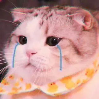 🍓 1f7b9f8f кот, плачет, грустный, животное, стикер, слёзы, милый whatsapp sticker