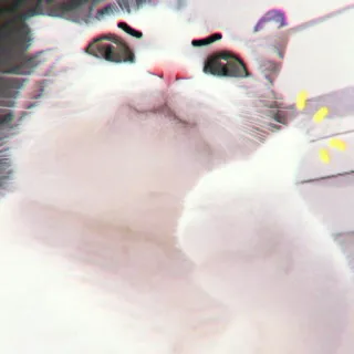 🍓 2d50e013 кот, животное, большой палец вверх, мем, смешной, милый, позитивный whatsapp sticker