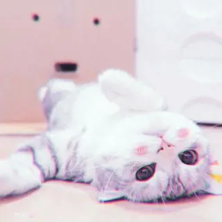 🍓 357ff71d кот, котенок, милый, животное, питомец, кошачий, очаровательный whatsapp sticker