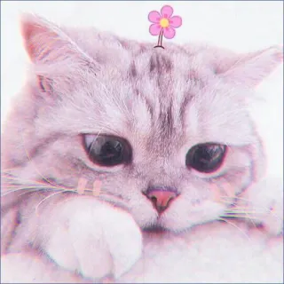 🍓 417704bc кот, цветок, милый, котенок, животное, домашняя кошка, питомец whatsapp sticker