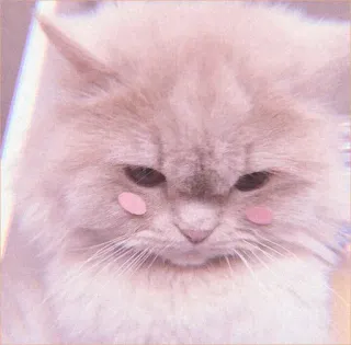 🍓 4a9e18a9 кот, животное, милый, котенок, питомец, пушистый whatsapp sticker