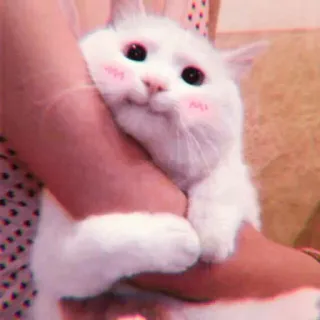🍓 4e05938c кот, белый кот, милый, животное, питомец, каваий, румянец whatsapp sticker